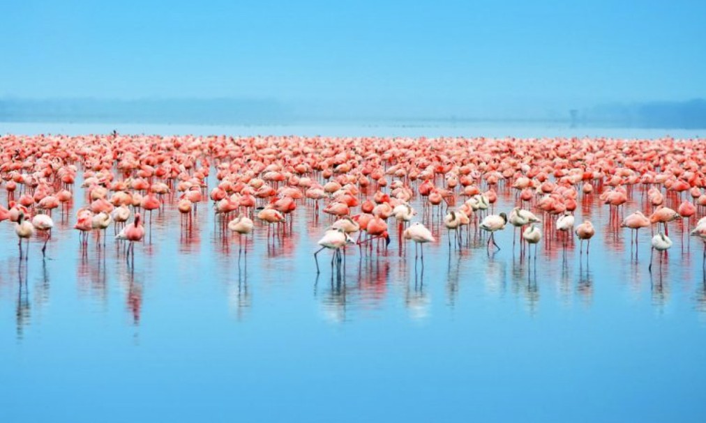 Flamingos in Nakuru